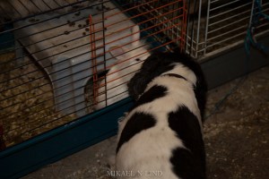Unlikely Kiss