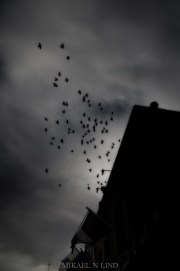 11099856276_cd84c41dde_o