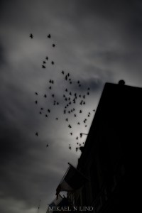 11099856276_cd84c41dde_o